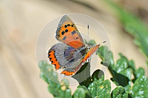 Lycaena phlaeas , the small copper butterfly