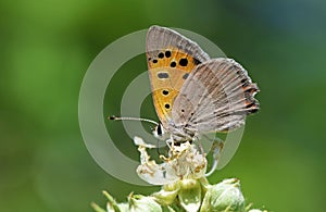Lycaena phlaeas , the small copper butterfly on flower photo