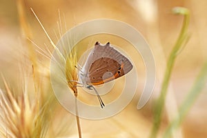 Lycaena phlaeas , the small copper or common copper butterfly