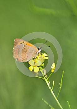 Lycaena phlaeas, the small copper, vertical