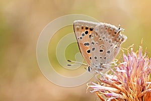 Lycaena thetis , the golden copper butterfly , butterflies of Iran