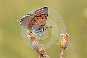 Lycaena thetis , the golden copper butterfly , butterflies of Iran photo