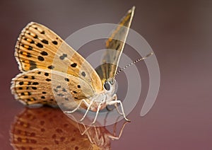 Lycaena tityrus