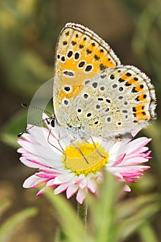 Lycaena tityrus / Blue Sooty Copper butterfly photo