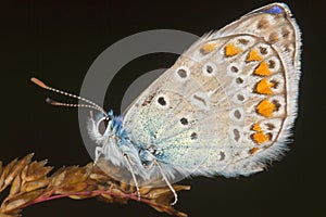 Lycaena tityrus / Blue Sooty Copper butterfly photo