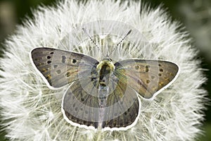 Lycaena tityrus / The Sooty Copper butterfly photo