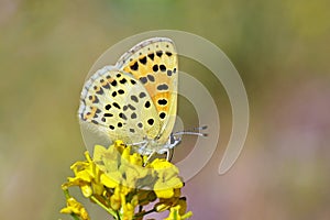Lycaena tityrus, the sooty copper butterfly , butterflies of Iran photo