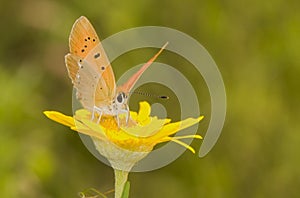 Lycaena virgaureae