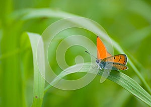 Lycaena virgaureae