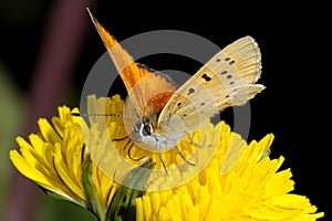 Lycaena virgaureae, scarce copper