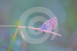 Lycaenidae butterfly