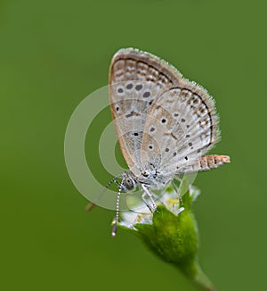 Lycaenidae butterfly on the flower photo
