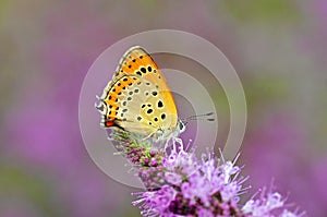 Lycaena thersamon , Lesser Fiery Copper butterfly on purple flower photo
