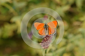 Lycaena thersamon , Lesser Fiery Copper butterfly on purple flower photo