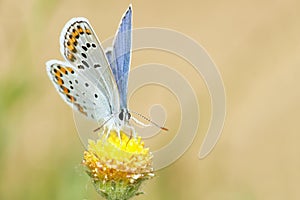 Lycaenidae butterfly photo