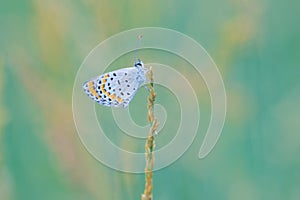 Lycaenidae butterfly photo