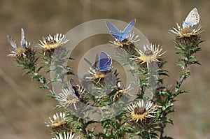 Lycaenidae family of butterflies, macrophotography - butterflies on a thistle