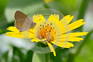 Lycaenidae sitting on a flower sucking honey
