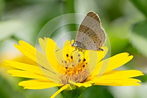 Lycaenidae sitting on a flower sucking honey photo