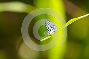 LycaenidaeTaraka hamada Butterfly on the grass