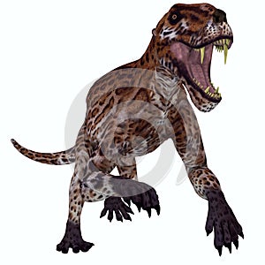 Lycaenops Permian Cat