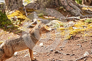 Lycalopex griseus, patagonian fox can be found on tierra del fuego, Patagonia.