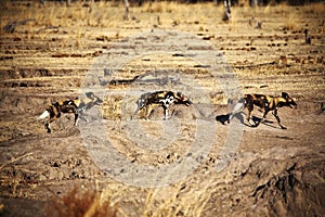 Lycaon pictus african wild dogs photo