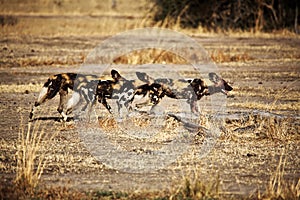 Lycaon pictus african wild dogs photo