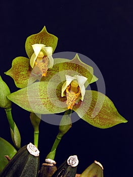 Lycaste deppei