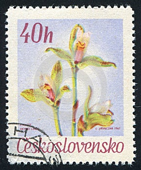 Lycaste deppei