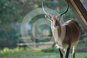 Lychee antilope