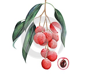 Lychee branch isolated on white background. Hand drawn watercolor illustration.