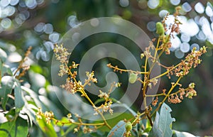 Lychee flowers are growing as a young fruit on the tree.