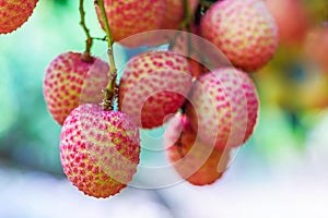 Lychee fruit (asia fruit) on the tree.