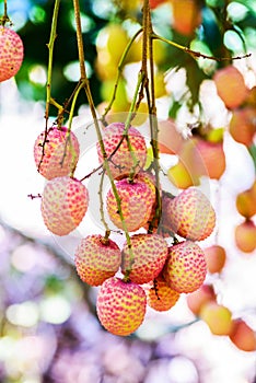 Lychee fruit (asia fruit) on the tree.