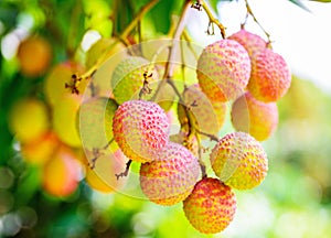 Lychee fruit (asia fruit) on the tree.