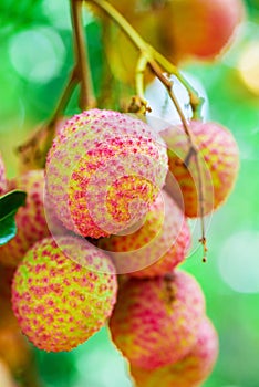 Lychee fruit (asia fruit) on the tree.