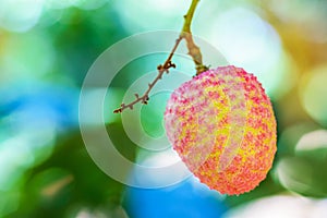 Lychee fruit (asia fruit) on the tree.