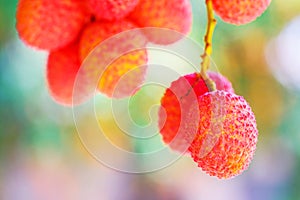 Lychee fruit (asia fruit) on the tree.