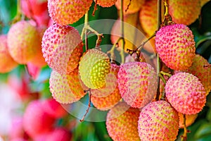 Lychee fruit (asia fruit) on the tree.