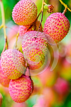 Lychee fruit (asia fruit) on the tree.