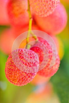 Lychee fruit (asia fruit) on the tree.