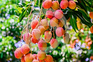 Lychee fruit (asia fruit) on the tree.