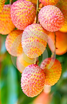 Lychee fruit (asia fruit) on the tree.