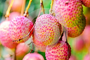 Lychee fruit (asia fruit) on the tree.