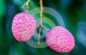 Lychee fruit (asia fruit) on the tree.