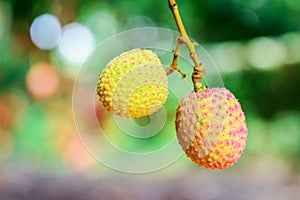 Lychee fruit (asia fruit) on the tree.