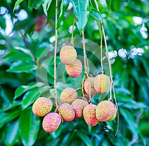 Lychee fruit (asia fruit) on the tree.