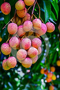 Lychee fruit (asia fruit) on the tree.