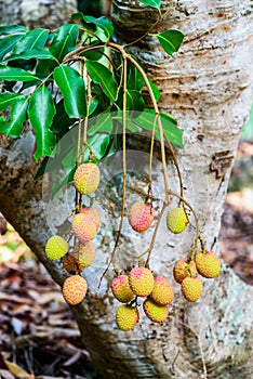 Lychee fruit (asia fruit) on the tree.